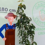Okrasná čerešňa (Prunus serrulata) ´AMANOGAWA´ - výška 170-200 cm, kont. C45L - VIACKMENNÁ